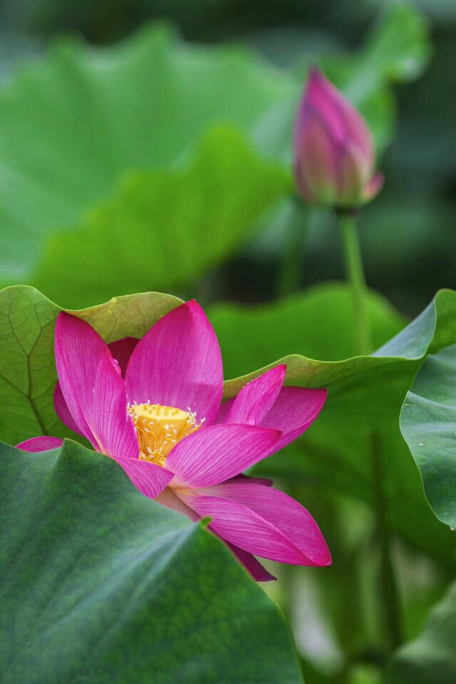 BÁN ĐẤT ĐÀ LẠT