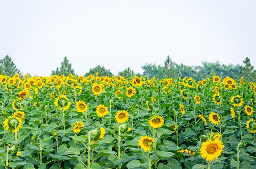 BÁN ĐẤT ĐÀ LẠT